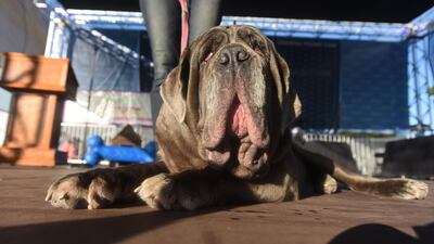 Last year's World's Ugliest Dog Competition winner Martha, a Neapolitan Mastiff, takes the stage before the new winner is announced at The World's Ugliest Dog Competition. Josh Edelson / AFP