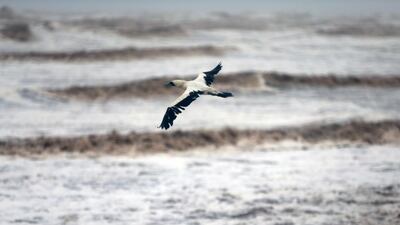 A bird flies over the strong waves pounding a beach during Cyclone Mekunu in Salalah, Oman, May 26, 2018. Cyclone Mekunu blew into the Arabian Peninsula on Saturday, drenching arid Oman and Yemen with rain, cutting off power lines, officials said. Kamran Jebreili / AP Photo