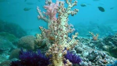 Healthy corals off Dibba. With about 22 per cent of its waters protected, the country is a front-runner in marine conservation but more needs to be done to reverse the decline of the area's coral reefs. Reuters