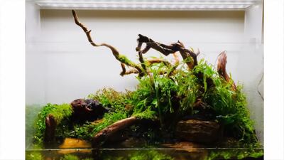 Based on the size and details of the tank, an aquascape can cost between Dh4,000 and Dh90,000.