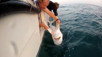 Multimedia producer Paul Driscoll’s video on shark finning in the Arabian Gulf won third place in the vedeo category of The National Press Photographers Association. Paul Driscoll/The National