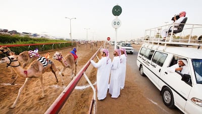 Camels compete in a traditional race at the Ras Al Khaimah racetrack. The animals race up to 4km and 10km, controlled by robot jockeys operated by their owners or trainers. Jaime Puebla / The National