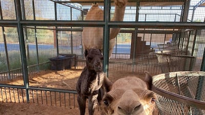 Mum, Darling, and her daughter, Luliwa known as Lulu