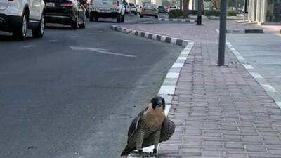 The bird was seen walking about shortly after the rescue.
