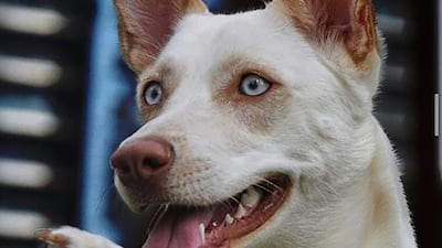 Albi, with owner Kareem Kerry, died after she was left in a car for seven hours by a dog daycare handler