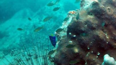 ? Because of extensive coastal development, Dubai now has more than 65 kilometres of breakwaters, which equals 500 square kilometres of rocky habitat. ? Only three species of corals are known to live on breakwaters. For comparison, natural reefs in the Arabian Gulf are home to 43 coral species. ? Breakwaters have dense fish communities but these consist of fewer species.