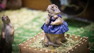 A prairie dog wears a dress