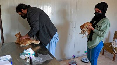 Volunteers use their own money to pay for veterinary care for animals.