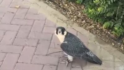 The officer was praised for the kind act.