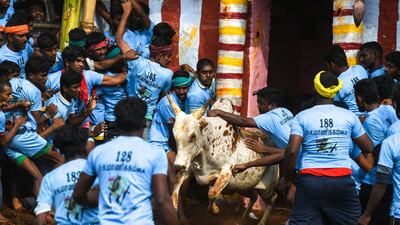 Participants try to control a bull. AFP