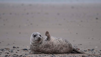 A young grey seal gestures as it lies on a beach on the North Sea island of Helgoland, Germany. AFP
