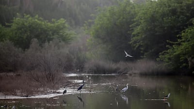 Migratory and resident indigenous birds inhabit the Wasit Nature Reserve in Sharjah. Pictured in 2010. Amy Leang/The National