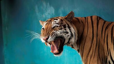 Garfield, a Bengal tiger, at a zoo in Havana, Cuba. Reuters