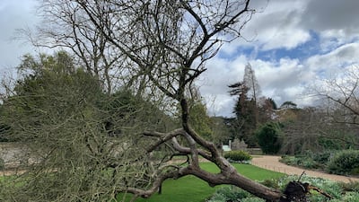 The apple tree, which fell during Storm Eunice. PA