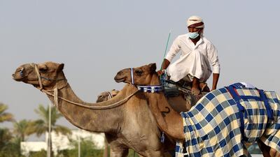 The sport requires handlers to work closely together to saddle camels and guide herds from farms to track
