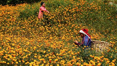 Farmers harvest marigolds at Ichangu Narayan village in the outskirts of Kathmandu on the eve of the Nepali-Hindu festival of lights. AFP