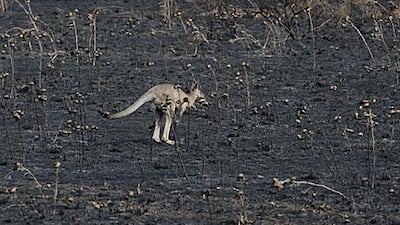 A kangaroo hops through a burnt out paddock after a grassfire in Sunbury north of Melbourne today.