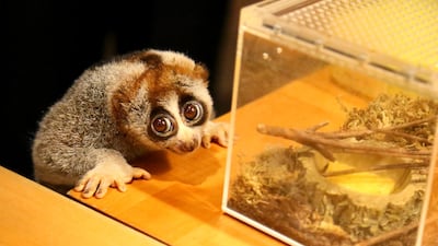 Lonely Loris, who captured the hearts of readers, found a new home and a mate called Amal at Dubai's Green Planet attraction. Courtesy: Green Planet