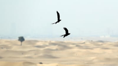 After dark, however, the urban heat island takes precedence in Dubai, and the city can be about 2 °C warmer than the desert. Dubai. Chris Whiteoak / The National