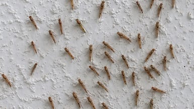Mayflies and mosquitoes are among the pest species flourishing because of the recent unstable weather. The National