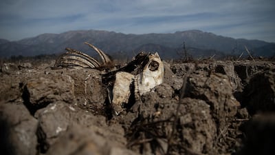 The bones of a cow lies partially embedded in the drying lake bed of the Aculeo Lagoon, in Paine, Chile. AP