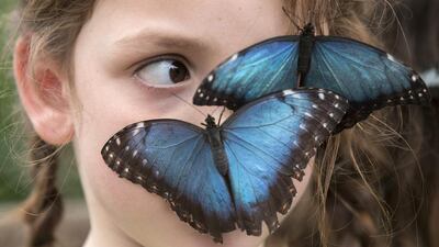 Butterflies sit on the face of Isla, aged 6, in the Natural History Museum’s ‘Sensational Butterflies’ outdoor butterfly house in London, England. Oli Scarff / Getty