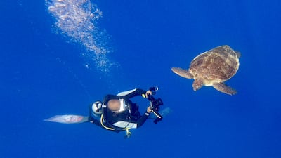 A green sea turtle (Chelonia mydas) swims in the Red Sea near Marsa Alam, Egypt. EPA