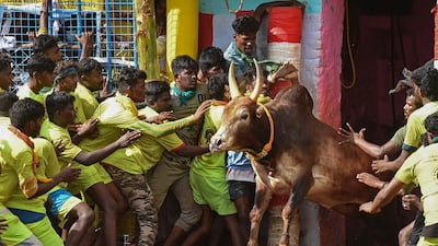 A bull is released into a crowd for Jallikattu, an ancient sport held during Pongal festival. AFP