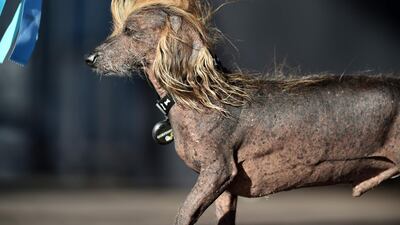 Himisaboo, a Chinese Crested Wiener mix, walks on stageduring The World's Ugliest Dog Competition. Josh Edelson / AFP