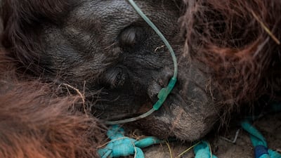 A male orangutan receiving treatment during a rescue operation in Indonesia. He was found unconscious and struggling to breathe on a palm-oil plantation, affected by smoke from wildfires. EPA