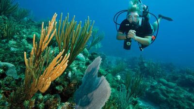 As well as being low impact, an hour of scuba diving can burn anywhere from 300 to 600 calories. Courtesy ProDive Middle East.