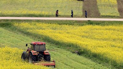 Workers drive tractors to upend a rapeseed flower field in Busan, South Korea, 10 April. The flowers were destroyed to prevent tourists from flocking to the area. EPA