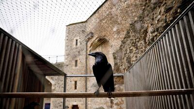 This presented the unprecedented challenge of how to entertain the celebrated avian residents, who suddenly found themselves with no one to play with, or rob food from. AFP