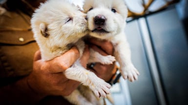 Wolf pups Romulus and Remus at 15 days old. Photo: AFP