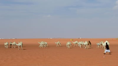 A man leads camels competing in the beauty pageant of the annual King Abdulaziz Camel Festival in Rumah. AFP
