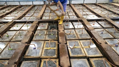 Crystal-clear ice blocks weighing 200 kilograms take a week to produce. This is accomplished by keeping the water in motion while it is slowly frozen. This causes the ice to form without trapping air inside, giving it a clear, see-through finish that is perfect for ice sculptures. Such sculptures can last anywhere from 6 to 12 days before melting away. Antonie Robertson / The National