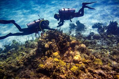 Rising ocean temperatures have had a major impact on coral. Chicago Tribune