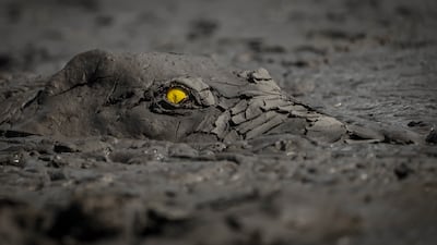 Jens Cullmann from Germany won the gold and grand prize of World Nature Photographer of the Year in the Animal Portraits category. He took the picture of a crocodile at Mana Pools National Park, Zimbabwe. All photos: World Nature Photography Awards