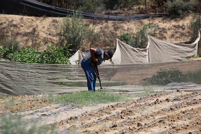 A farmer works in a field in central Gaza. AFP