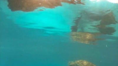 The turtle was rescued after being found emaciated and covered in barnacles. Dubai Turtle Rehabilitation Project.