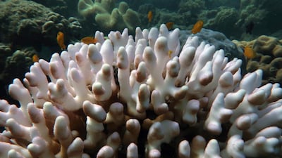 This undated handout photo from the ARC Centre of Excellence for Coral Reef Studies at James Cook University, shows coral bleaching on the Great Barrier Reef. AFP