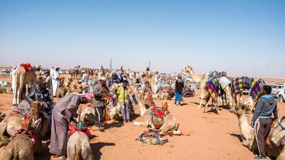 Camels gather by the starting line a few minutes before the race begins. Maxime Fossat for The National