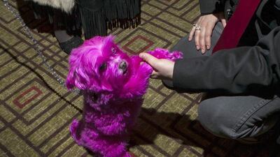 A dog is seen during the 2014 New York Pet Fashion Show February 7, 2014. Eric Thayer / Reuters