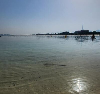 The baby stingray at Kite Beach in Dubai. Photo: Angel Roman Orama