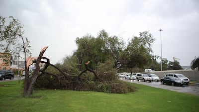 Trees uprooted on Airport Road after the storm hit Abu Dhabi. Ravindranath K / The National