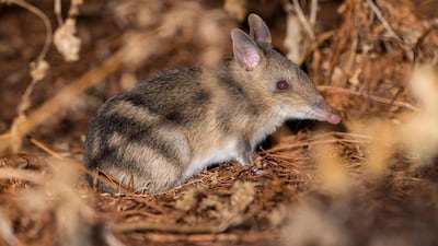 Eastern barred bandicoots (perameles gunnii). Getty Images