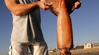 Increasing numbers of Humboldt squid, which can grow to about two metres, have been spotted off the coast of California.