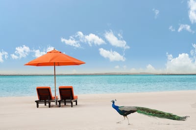 Peacocks wander freely through the resort. Photo: JA Beach Hotel