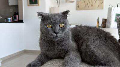 LungLung on the day we first met. David Tusing / The National