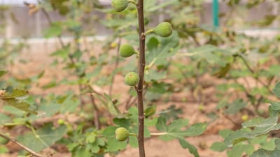 Earlier, the trees had to be watered every day for five minutes.